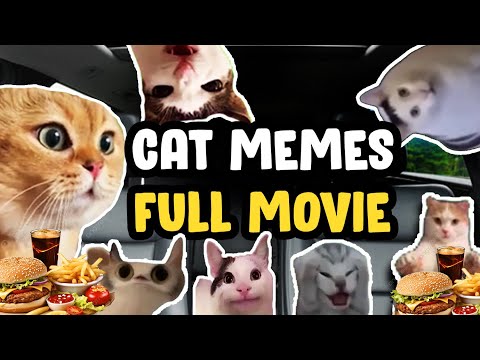Cat Memes Road
