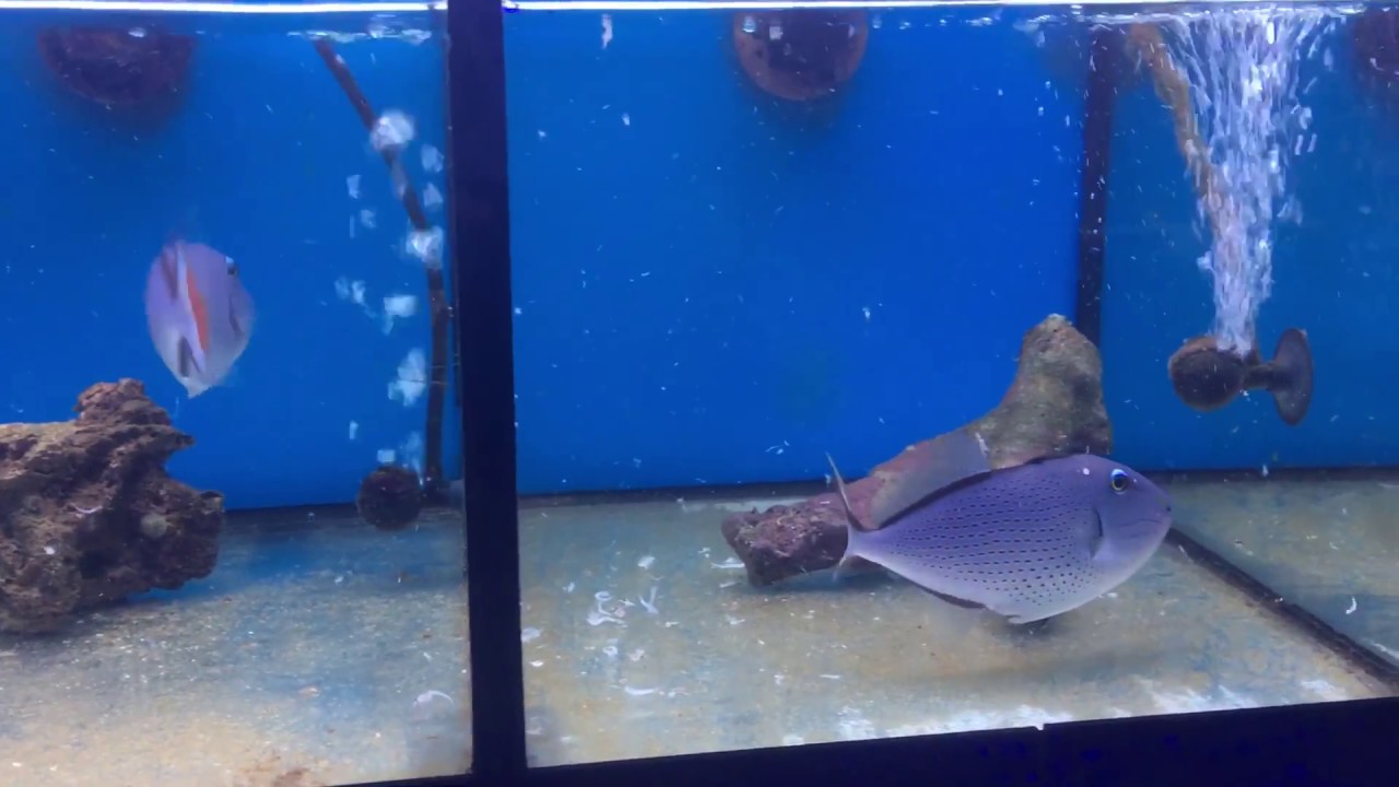 xanthichthys ringens youtube