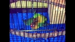 lovebird romantic Imaneez x Jessica