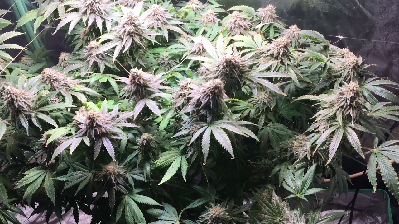 Beast Mode 😎 ScoobyBlue Greenbody Genetics  Week 7 Flower