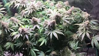 Beast Mode 😎 ScoobyBlue Greenbody Genetics  Week 7 Flower