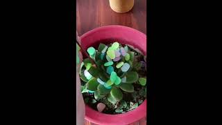 $1.19 Glow In The Dark Stones: Transform Your Aquarium with Brilliant Glow Rocks!