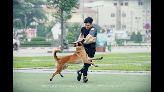 Eco Sport (Malinois) by VietPet TV 1,718 views 1 year ago 2 minutes, 30 seconds