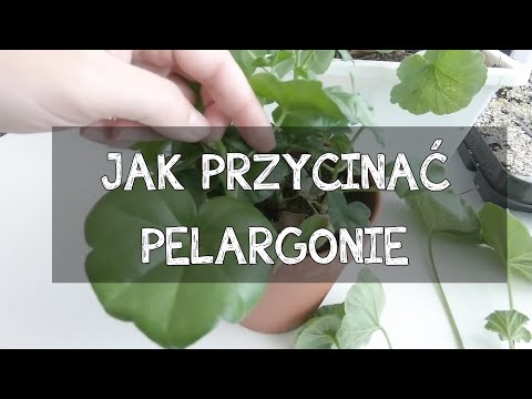 Pelargonia po zimie. Pelargonia rozmnażanie i zimowanie ? PELARGONIA PO ZIMOWANIU | Kasia.in