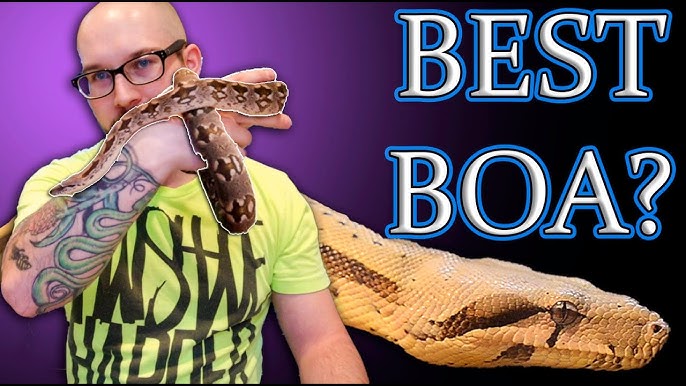 Boa Constrictor Care - WhitePython™