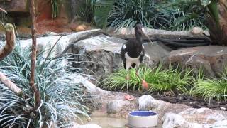 Beautiful Abdims Stork - Intersesting Bird Footage