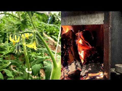 Video: Cómo Calentar Un Invernadero Con Tomates Por La Noche Sin Costo