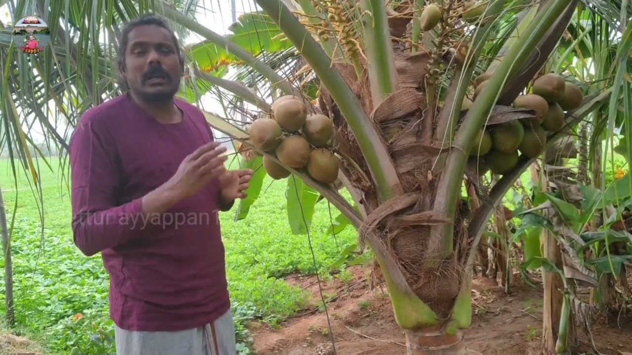 அவசியம் வீட்டுக்கு ஒரு மரம் வளர்ப்போம் அதுவும்  நாட் தென்னை மரங்களை #metturayyappan1.