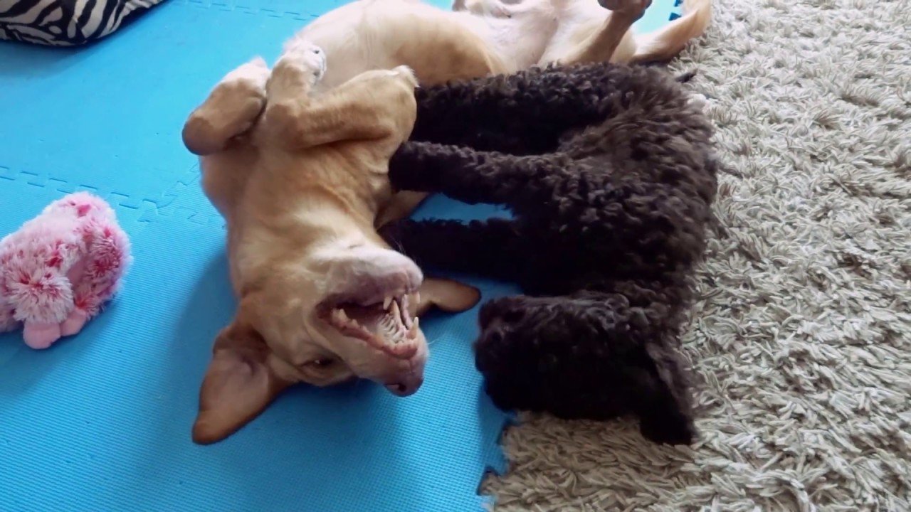 10 weeks old Barbet puppy and her big bro!