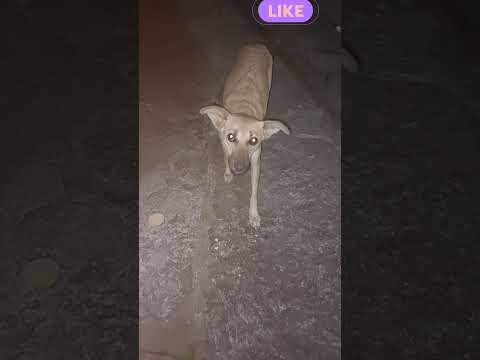 “Temple Blessings: Feeding Forgotten Souls 🐶💔”#cute #animalrescue #love #viralfeeds