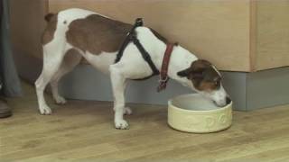 How To Choose The Right Dog Breed For You