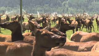 Teton Mountain Elk Ranch  - America's Heartland