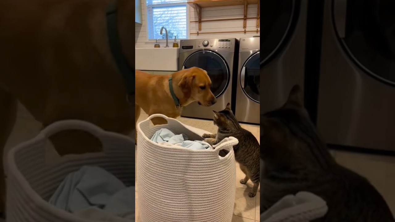 Cat Vs Dog: The Ultimate House Territory Battle 😼🐶 