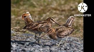 tiếng chim rẽ đuôi xòe