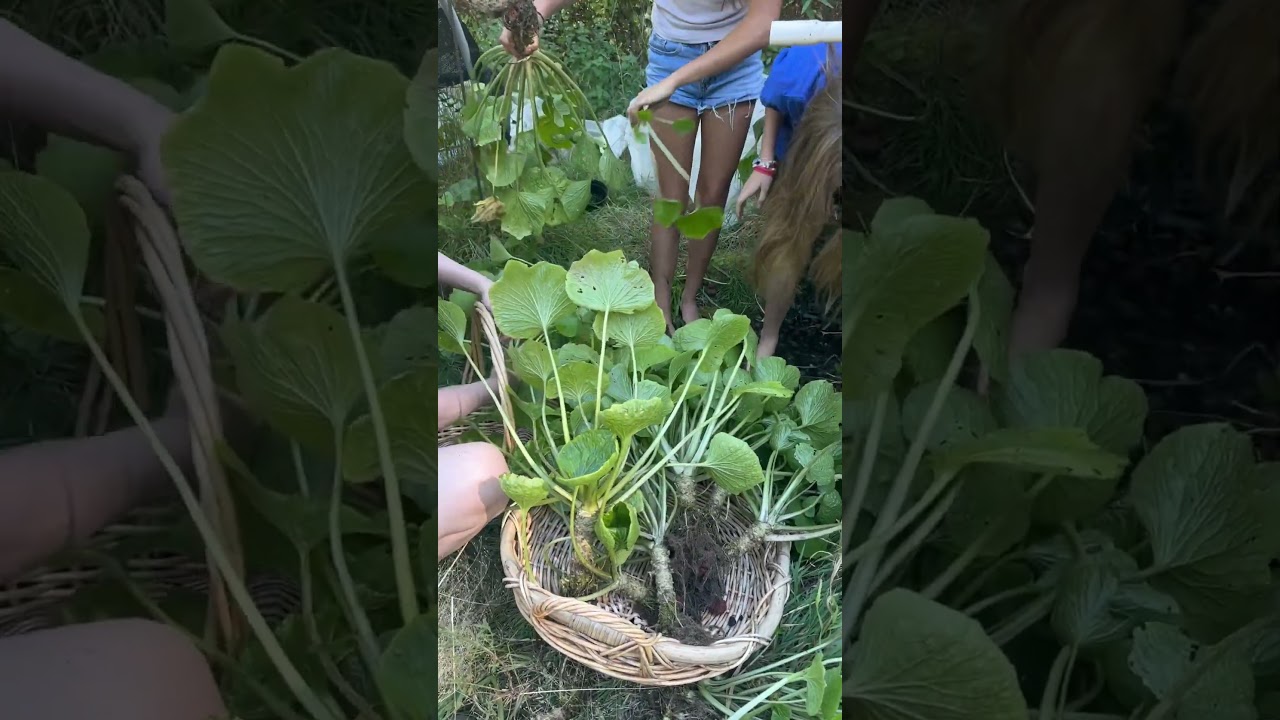 Wasabi harvest!  Grown in Shasta spring water. 