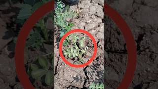 Treatment of wilt in gram | Chane ki kheti #indianfarmer #gfarm_kheti_badi screenshot 1