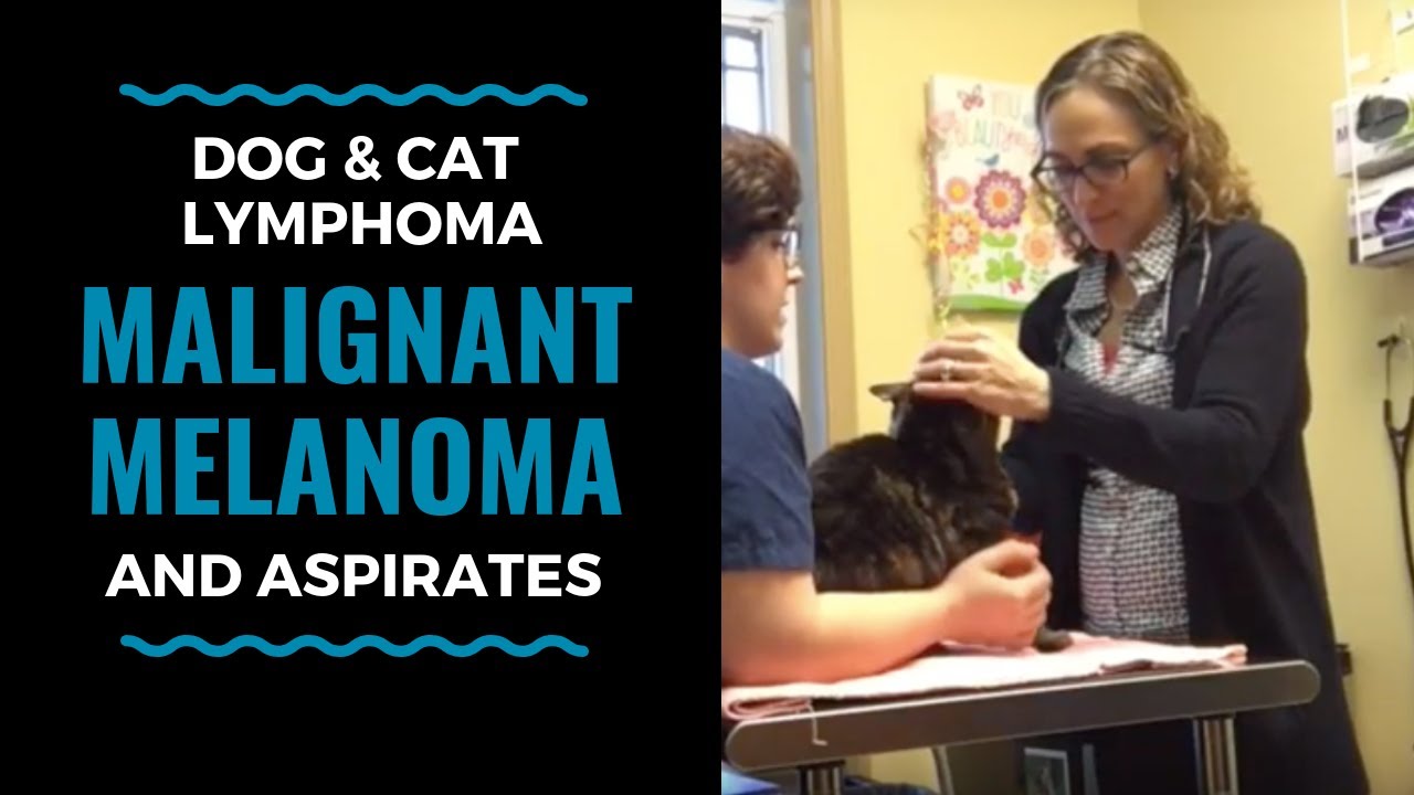 TGIT dog and cat lymphoma, malignant melanoma, and aspirates VLOG 3
