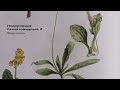 Подорожник ланцетовидный. Spitzwegerich. Lat.: Plantago Lanceolata. Мария Требен.