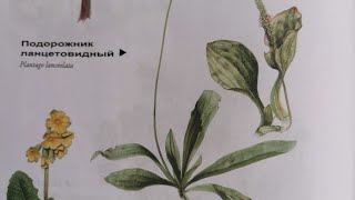 Подорожник ланцетовидный. Spitzwegerich. Lat.: Plantago Lanceolata. Мария Требен.