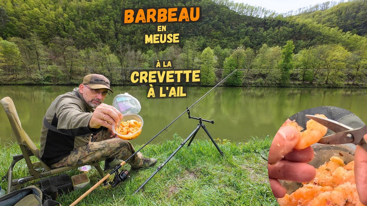 Le gros barbeau mosan est-il friand des crevettes à l'ail ?