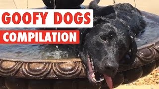 Goofy Dogs Video Compilation 2016