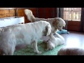 Golden Retriever Grandma and Daughter with Intrepid Puppy