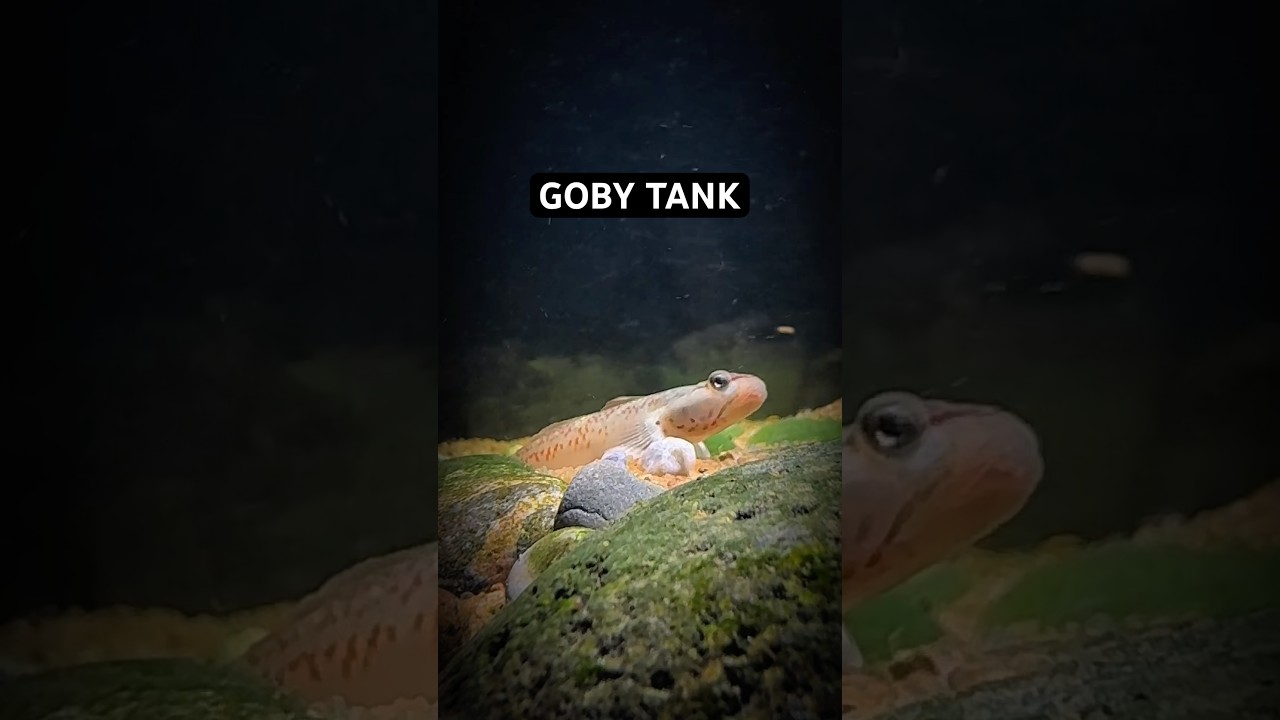 Here’s just a quick look at my goby river stream tank created by myself and @AH-Aquatics