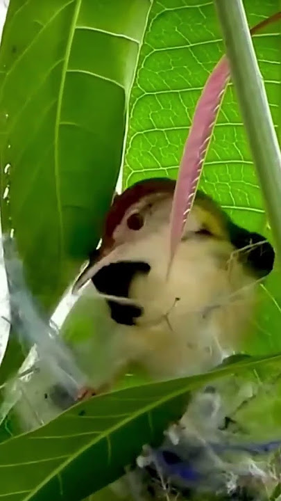 burung prenjak bikin sarang #prejak #ciblek #burung