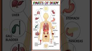 Parts Of Human Body