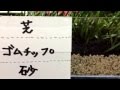 ロングパイル人工芝 サッカー 愛知県蟹江町