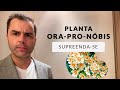 Planta Ora-Pro-Nóbis! Acrescente na sua Dieta.