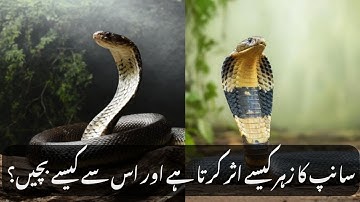 How Snake Venom Works and What to Do If You