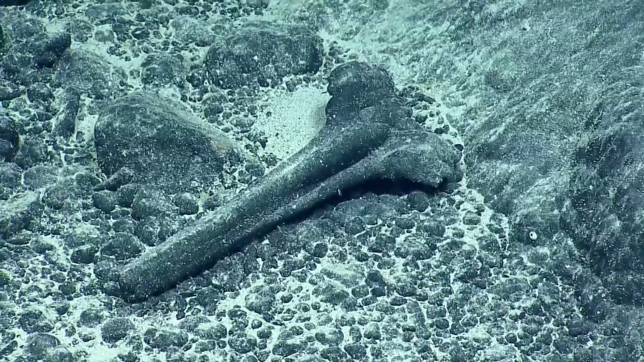 Ancient Beaked Whale Skull Found in Papahānaumokuākea Marine