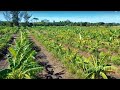 30-Acre High-Density Mango Planting // Using Bananas As A Support Species
