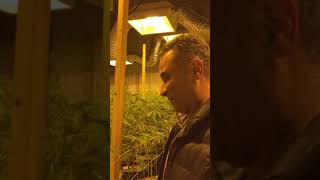 Indoor Grow Cannabis Plants Setup