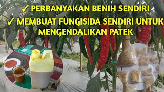 Alumni Faperta UNSIL Berhasil Perbanyakan Benih Cabe Besar Lokal Jenis Tanjung || Balad Mang Tani