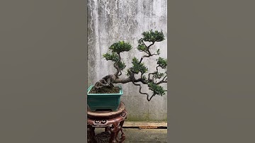 cây tùng la hán dáng bay