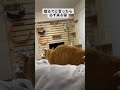 寝るでと言ったら必ず来る猫