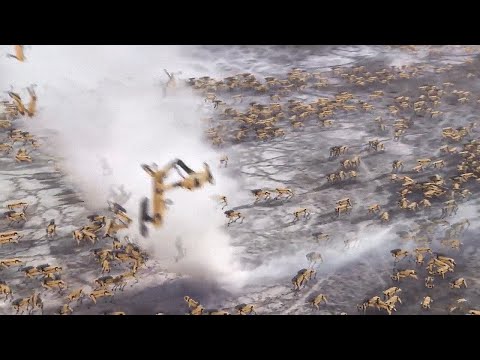 Planet Earth: A migrating herd of SpotMinis face challenges