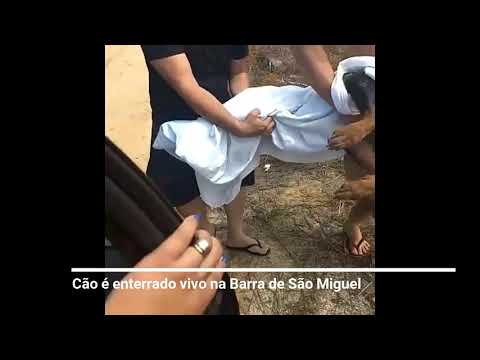 Cão da raça Rottweiler é enterrado vivo na Barra de São Miguel
