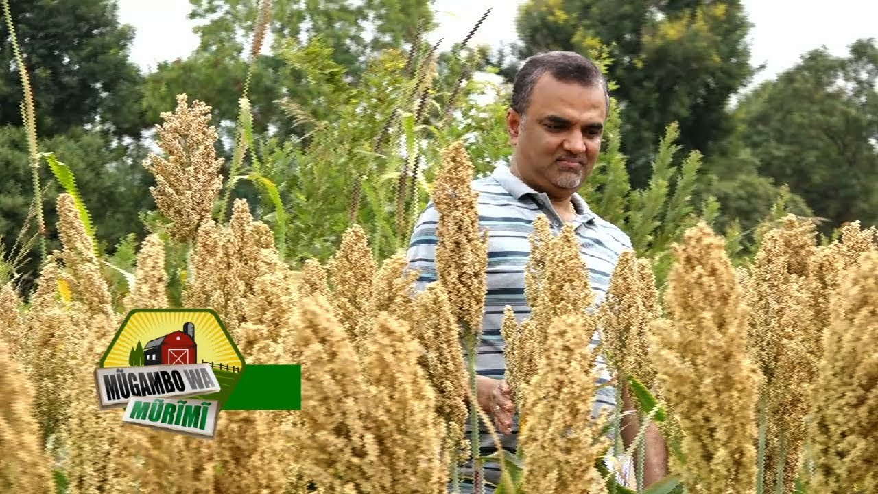 advanta-hybrid-sorghum-variety-in-kenya-youtube