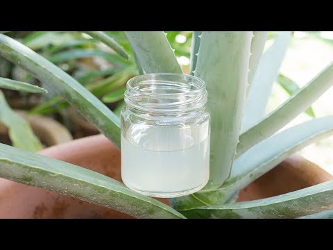 How To Make Aloe Vera Gel At Home From Scratch Youtube