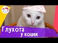 4 признака потери слуха у кошек