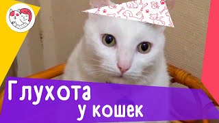 4 признака потери слуха у кошек