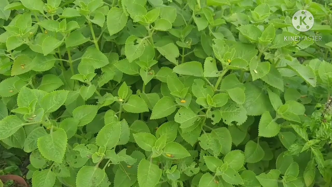 Cách trồng cây rau tần / rau tần dày lá / rau húng chanh - YouTube