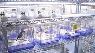 鳥飼さん（15） 750羽保護 「命の現場」をのぞく