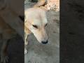 mera name baba tillu hai 😅🤣😄😂 #desi #cute #dog #funny #viral #shorts