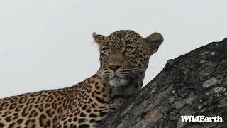 WildEarth - Sunset Safari -  25 March 2024