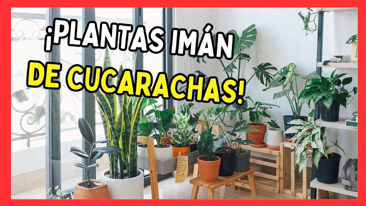 🌿🪳 Estas plantas atraen cucarachas
