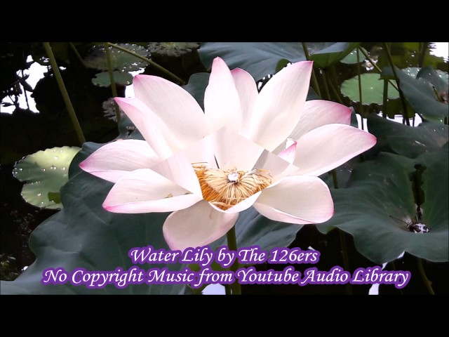 Water Lily by The 126ers - No Copyright Music from Youtube Audio Library class=